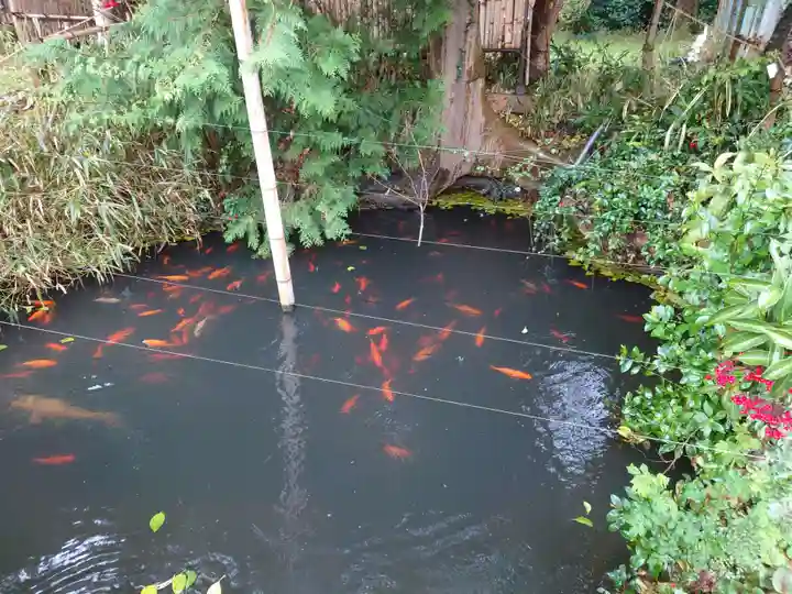 矢奈比賣神社(見付天神)の動物