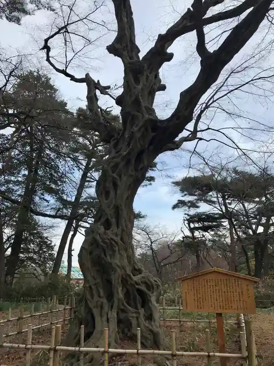 埼玉縣護國神社の自然