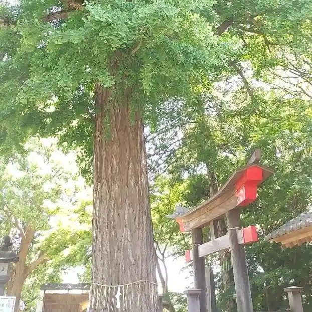 下総国三山 二宮神社の自然
