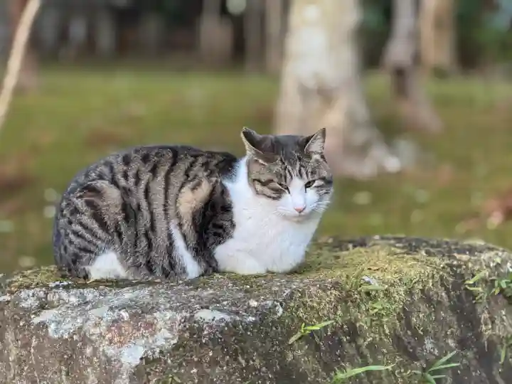 成田山新勝寺の{uncategorized: "未分類", other: "その他", undefined: "問題あり", building: "その他建物", grave: "お墓", sacred_gate: "鳥居", guardian: "狛犬", statue: "像", buddha: "仏像", history: "歴史", nature: "自然", garden: "庭園", animal: "動物", pagoda: "塔", temizu: "手水舎", mountain_gate: "山門・神門", sanctuary: "本殿・本堂", subordinate: "末社・摂社", art: "芸術", scenery: "景色", jizo: "地蔵", ema: "絵馬", goshuin: "御朱印", omikuji: "おみくじ", items: "授与品その他", amulet: "お守り", goshuincho: "御朱印帳", eats: "食事", festival: "お祭り", votive_dance: "神楽", shichigosan: "七五三参", wedding: "結婚式", experience: "体験その他", initially: "初詣", around: "周辺", anti_infection: "感染症対策"}