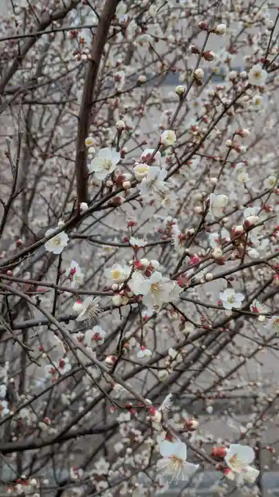 蓮花寺(大阪府)