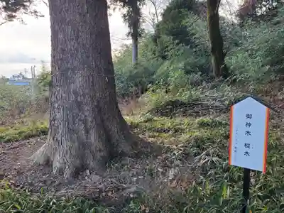 三崎稲荷神社の自然