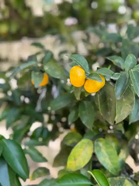 廣瀬大社(奈良県)