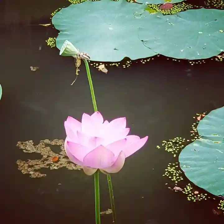 牛嶋天満宮の自然