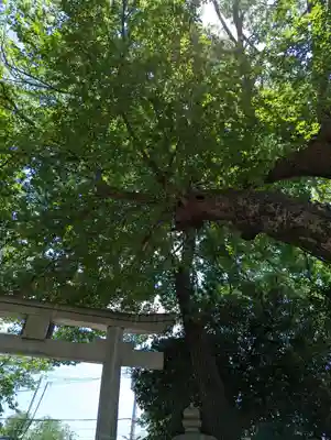 弓弦羽神社(兵庫県)