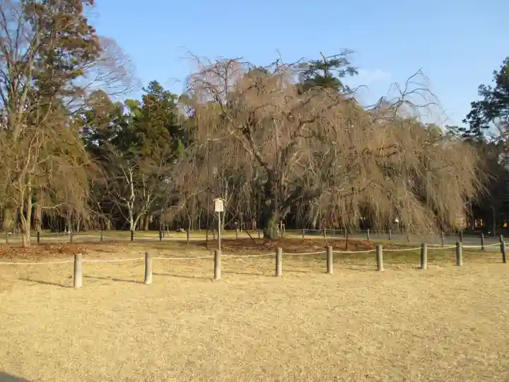 賀茂別雷神社(上賀茂神社)(京都府)