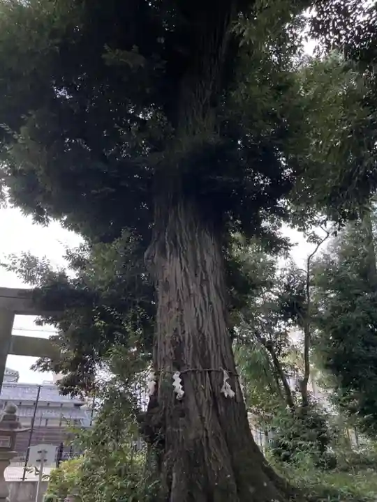 赤根天神社の自然