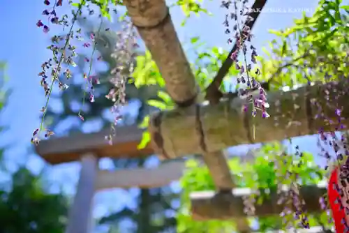 越ヶ谷久伊豆神社(埼玉県)