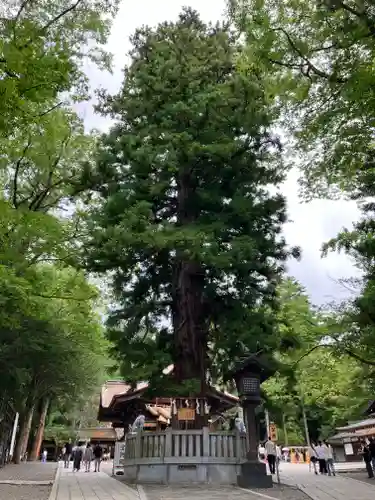 諏訪大社下社秋宮(長野県)