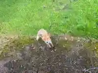 新十津川神社の動物
