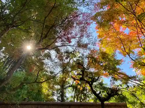 詩仙堂（丈山寺）の自然