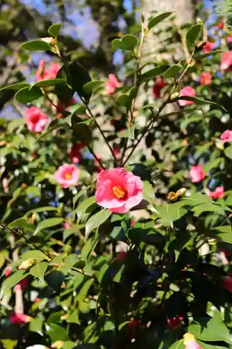 三津厳島神社(愛媛県)