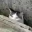番猫さんのプロフィール画像