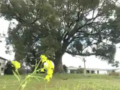 木花神社の自然