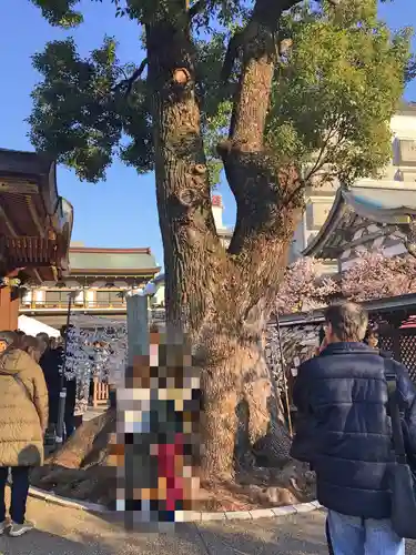 湯島天満宮の自然