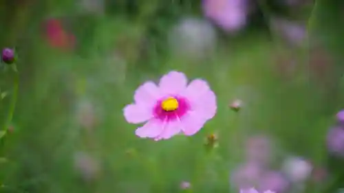 般若寺 ❁﻿コスモス寺❁(奈良県)