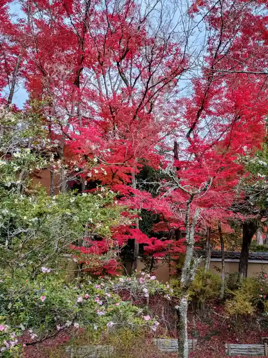 霊鑑寺門跡(京都府)