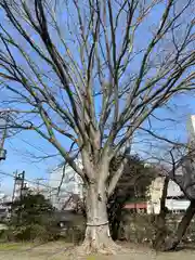 別雷皇太神(茨城県)