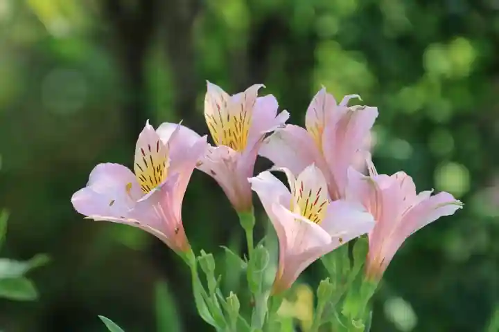 豊景神社の庭園
