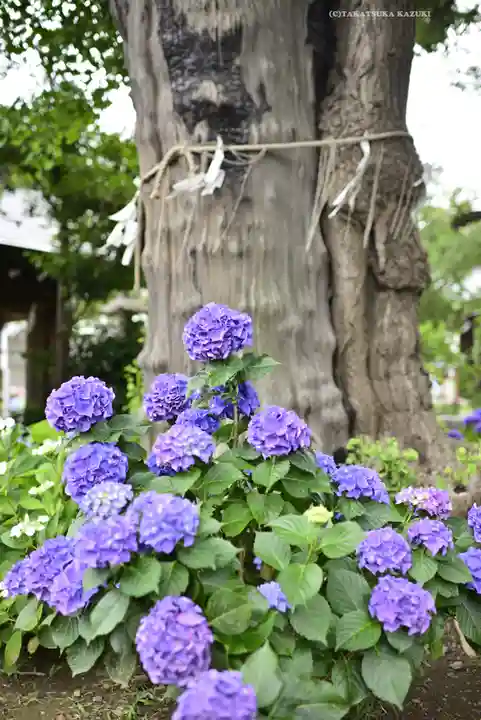 磐井神社の自然