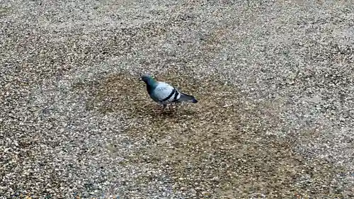 八坂神社(祇園さん)(京都府)
