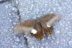 二見興玉神社の動物