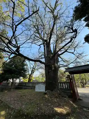 一之宮貫前神社(群馬県)
