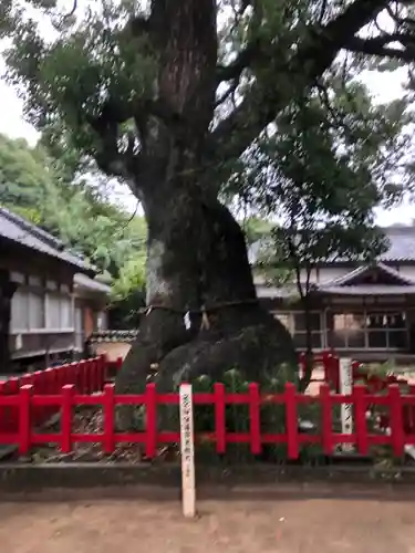 八幡奈多宮の自然