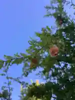 勝川廃寺「醍醐寺跡」の自然