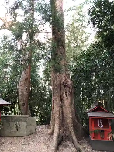 祝園神社の自然
