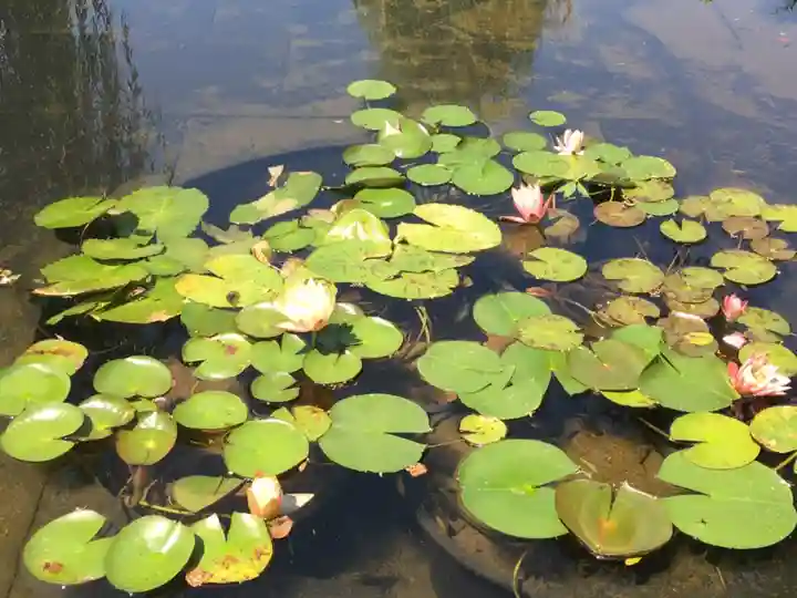 伏見稲荷神社の自然