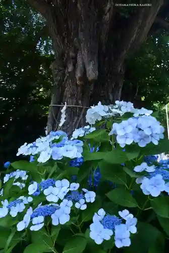 磐井神社(東京都)