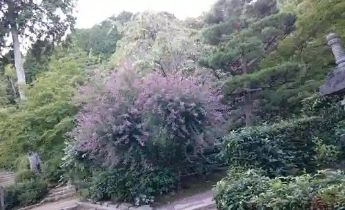 常寂光寺の自然