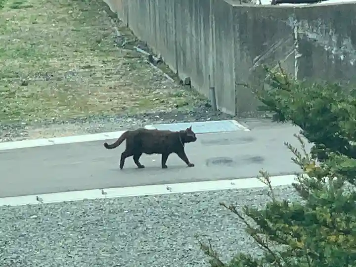 白符大神宮の動物