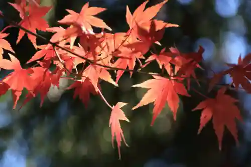 東館稲荷神社の自然