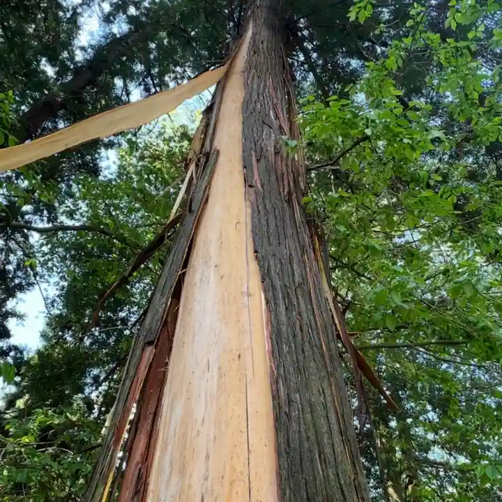 蚊里田八幡宮(長野県)