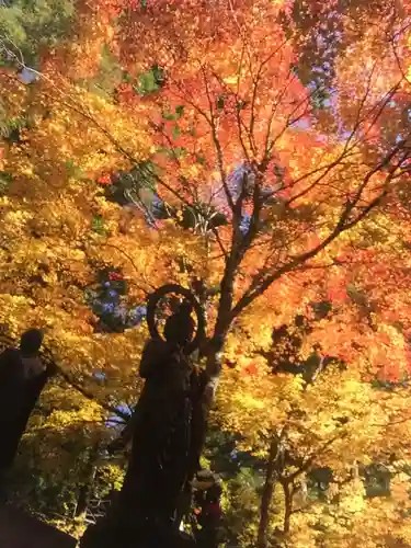 高野山金剛峯寺奥の院の自然