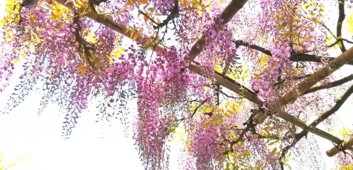 神田神社(神田明神)の庭園