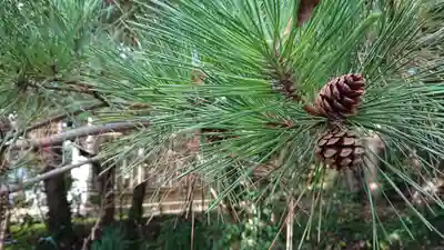 恵比寿神社の自然