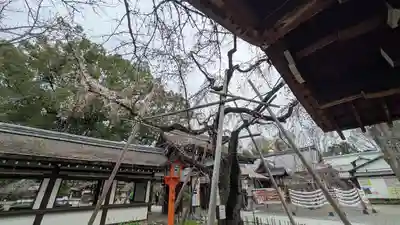 平野神社(京都府)