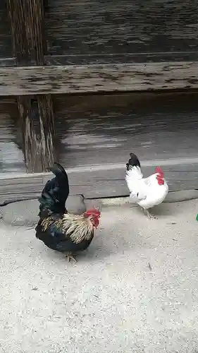 大崎八幡宮の動物