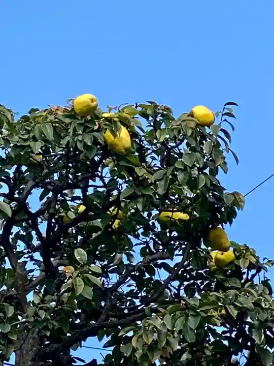 元祇園梛神社・隼神社(京都府)
