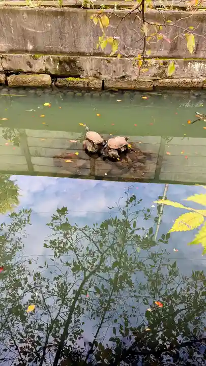 磐井神社の動物