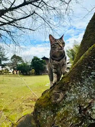 守りの神　藤基神社(新潟県)