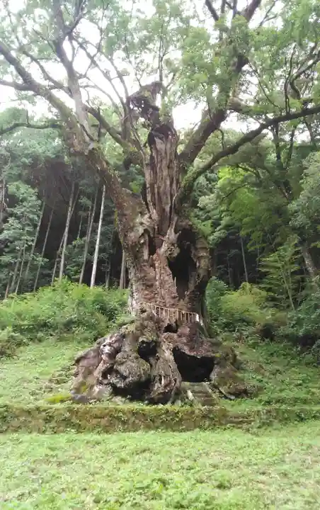 武雄神社の自然