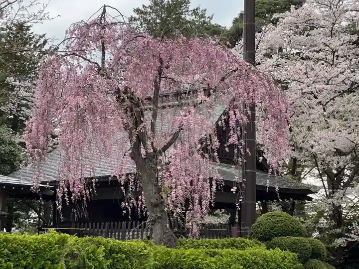 盛岡八幡宮の自然