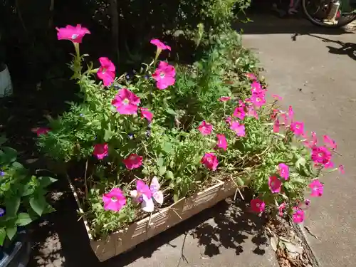 馬場氷川神社の自然