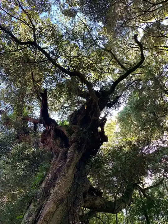 皇産霊神社の自然