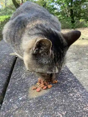 玉野御嶽神社の動物