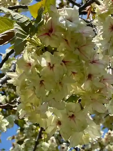 六孫王神社の自然